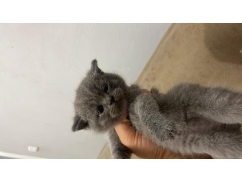 Son 2 erkek british shorthair yavru yeni yuvasını arıyor