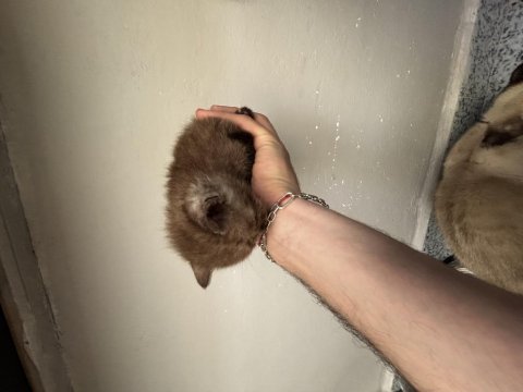 Tatlış british shorthair bebekler