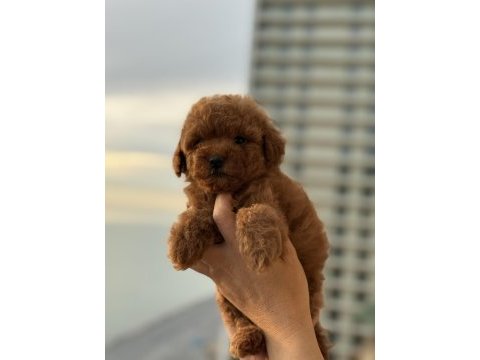 Micro teacup korea poodle köpeğimiz