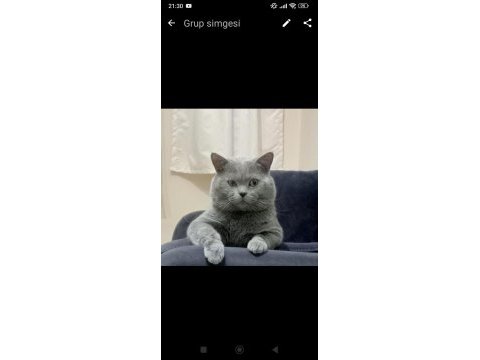 2 mart doğumlu british shorthair yavrular