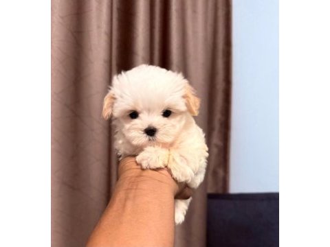 En özel maltipoo yavruları