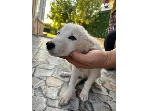 3 aylık orjinal border collie yavruları