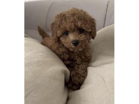 Toy poodle sağlıklı