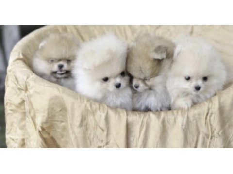 Pomeranian boo köpeği