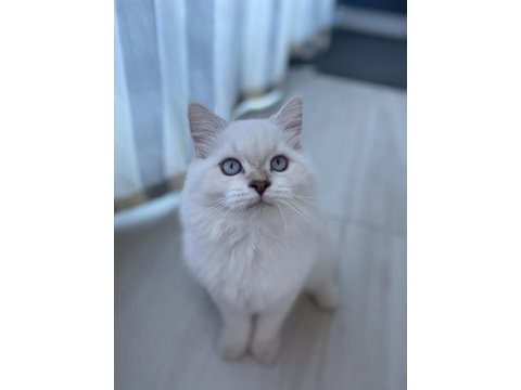 5 aylık british longhair dişi kedimiz