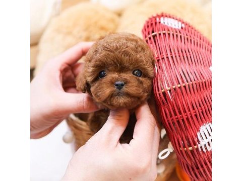 Toy poodle yavrularımız