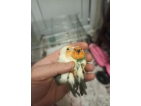 Ağır parçalı parrot takım kuşlar