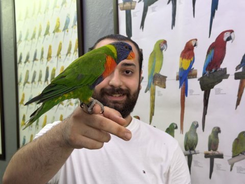 Rainbow gökkuşağı lori papağanımız evcil konuşan