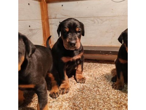 Safkan ev ortamı istanbul'da doberman