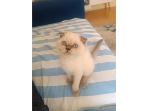 Scottish fold blue point 2 aylık dişi