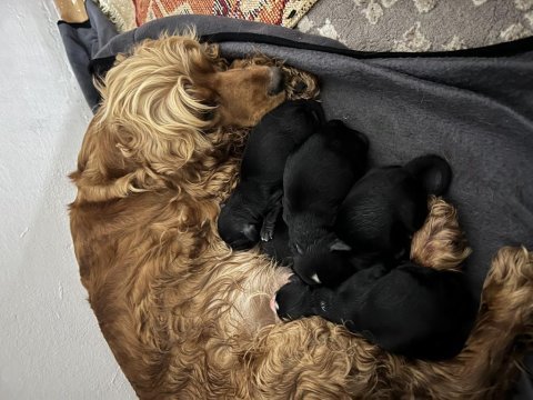 Cocker yavruları