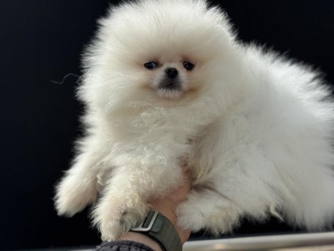 Petmode köpek çiftliğinden tedyy pomeranian