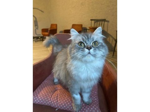 9-10 aylık dişi british longhair (ücretsiz sahiplendirme)