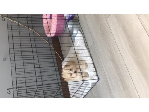 Maltipoo 5 aylık
