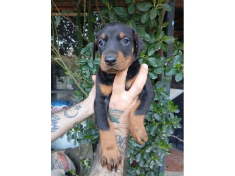 Irk ve sağlık garanti saf kan doberman yavrularımız