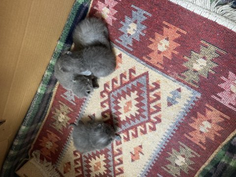 24 mart doğumlu british shorthair kedisi