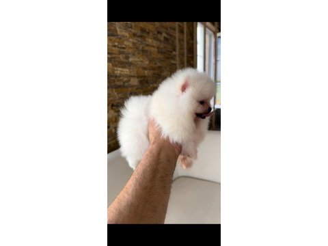Orjinal pomeranian boo erkek