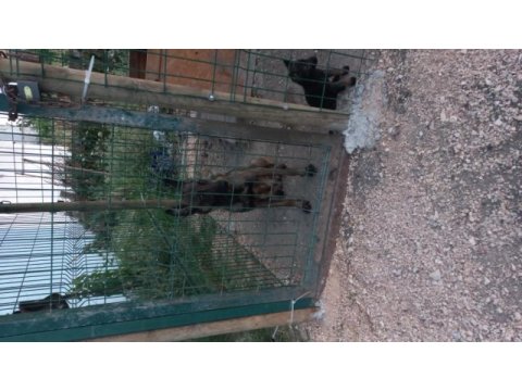 Rezerve iptali simsiyah erkek malinois