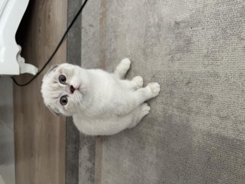 3 aylık uygun scottish fold