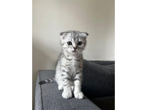 Safkan mini scottish fold ve british yavrular
