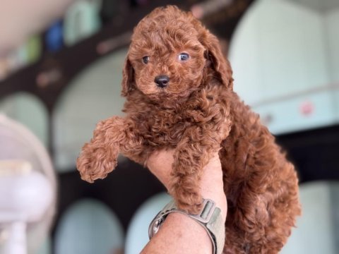 Yasal ruhsatlı çiftlikden toy poodle yavrularımız