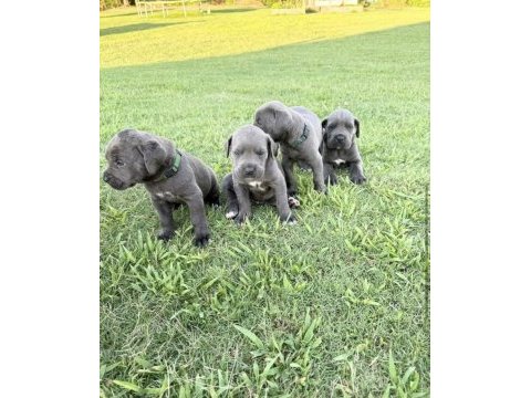 Cane corso bebekler