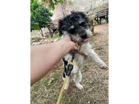 Terrier glen of ımaal