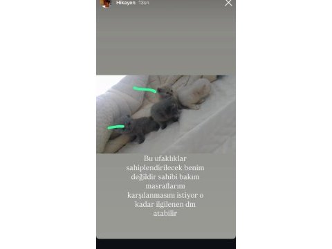 Sahiplendirilecek kediler