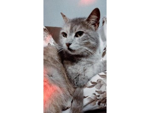Çok akıllı dişi kedimiz hamile yavruları olacak