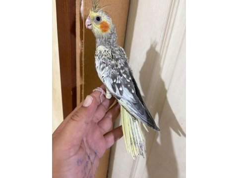 44 günlük kusursuz sulyan papağanı bebek
