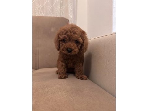 Toy poodle yavrularım yeni sahibini bekliyor