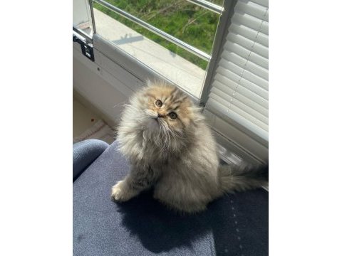 Dişi british longhair
