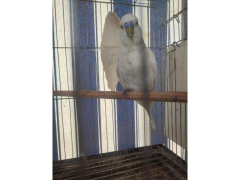2 aylık yavrular ve yeni yeme düşmüş kuşlar
