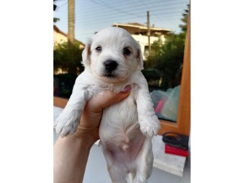 Çok sevimli mınnaklar maltipoo