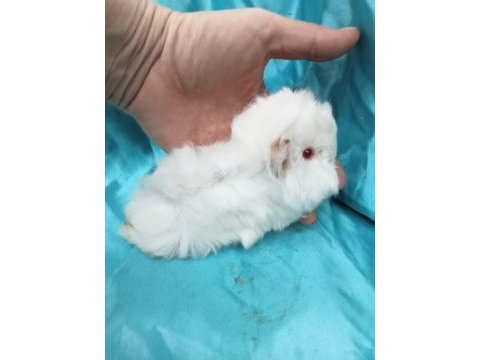 Yeni guinea pig yavrularımızı görmeden karar vermeyin