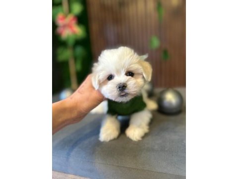 Maltese terrier yavrularımız