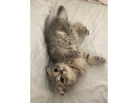 Scottish fold & straight yavrularımız
