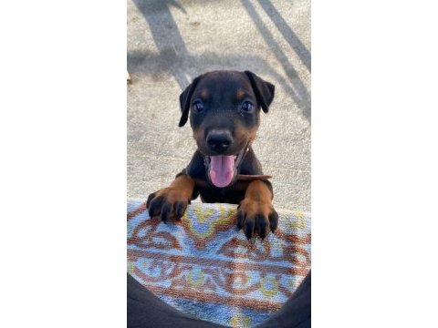 Safkan uyguna doberman köpeği