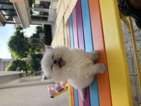 Top kafa british longhair blue point