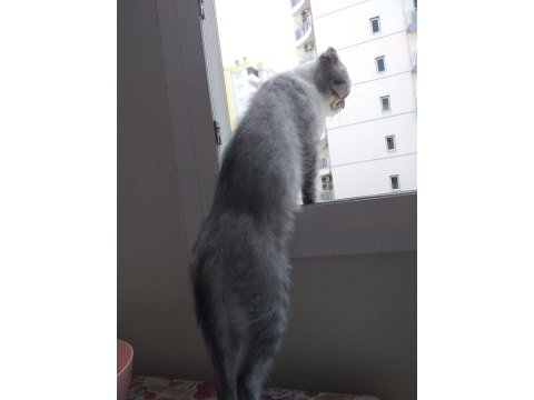 Tam bir aile kedisi çok akıllı ve sağlıklı scottish fold