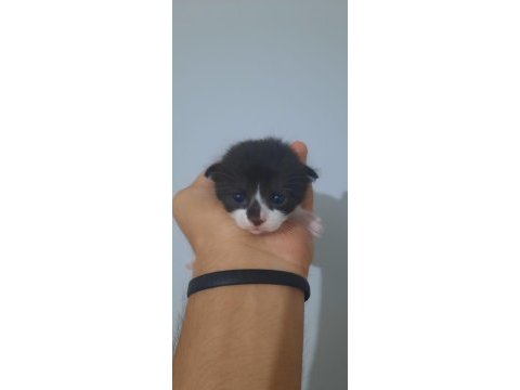3 adet yavru 1.5 haftalık scottish fold