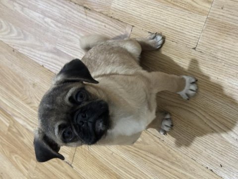1 yetişkin dişi 1 dişi ve 1 erkek yavru pug toplu