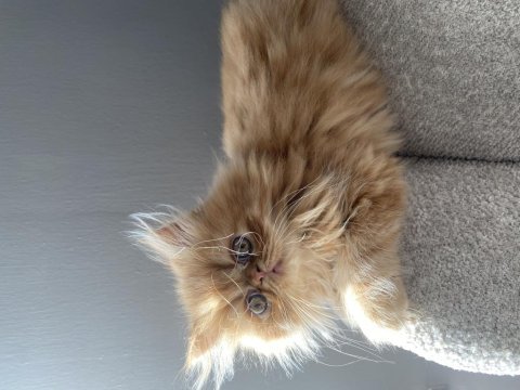 Mutlu yuva huzurlu aile dostları exotic shorthair