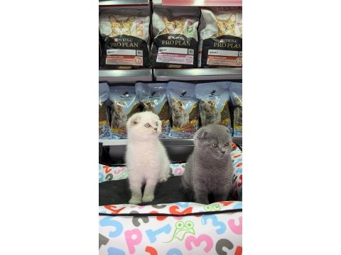 Scottish fold kardeşler