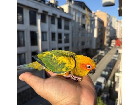 Yavru güneş konur papağanı