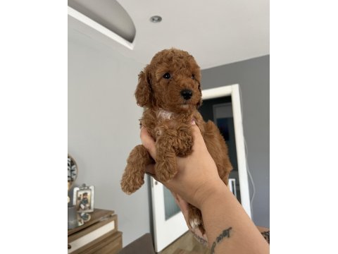 Toy poodle ev doğum