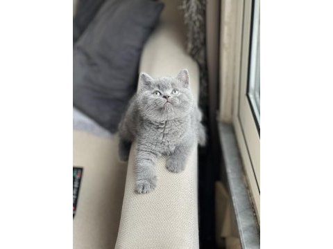 Evinizin neşesi olacak brtish shorthair yavrum