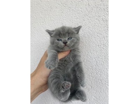 British shorthair kedimiz
