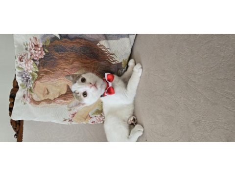 Kibar suratlı kedimiz kızım feriha
