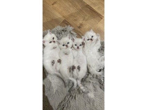 British shorthair blue point longhair ve shorthair